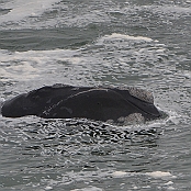 "Southern Right Whale" Hermanus, South Africa